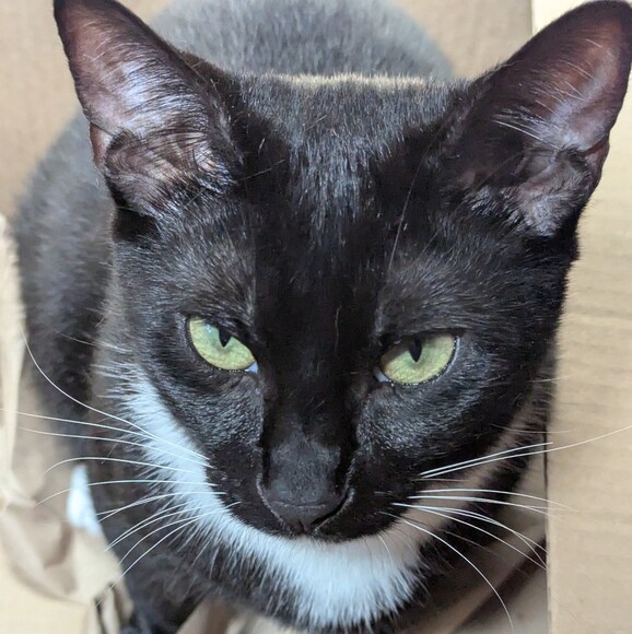 watsoncat1